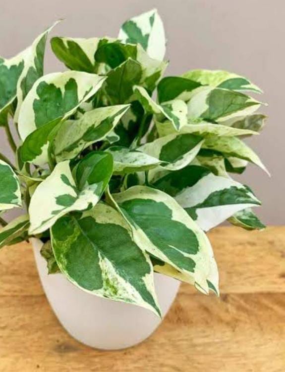 MONEY PLANT DOUBLE COLOUR