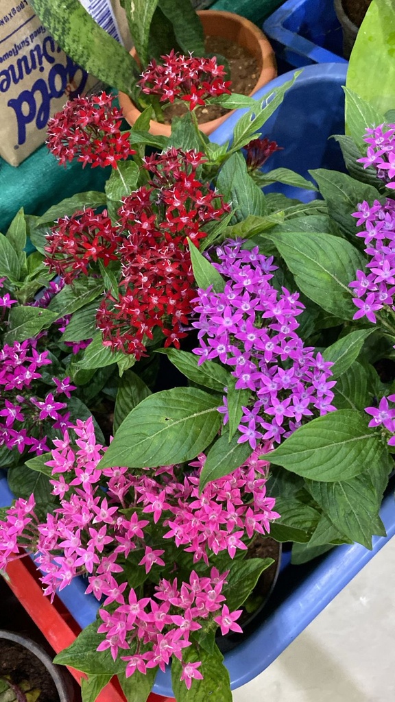 PENTAS MULTICOLOUR PLANT
