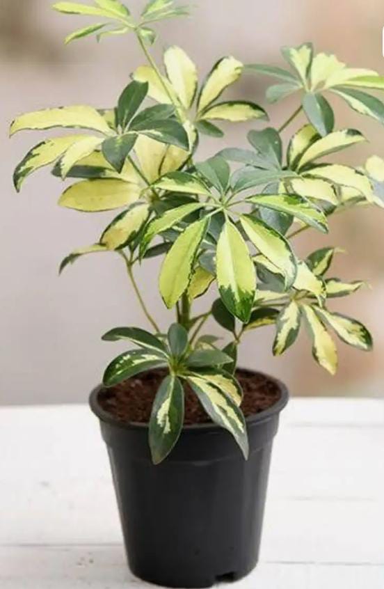 SCHEFFLERA PLANT 
