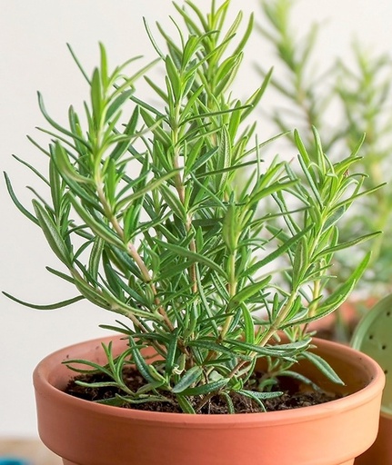 ROSEMARY PLANT