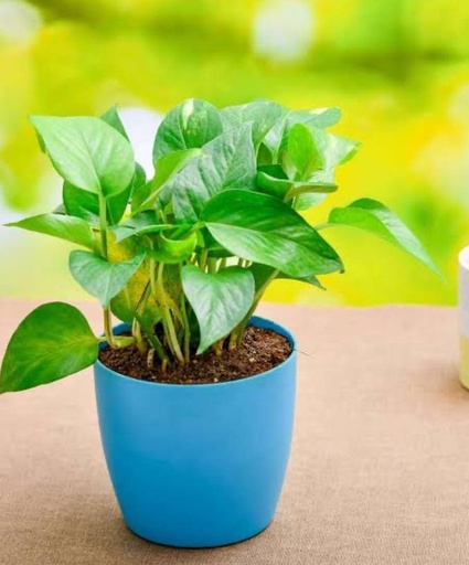 MONEY PLANT GREEN
