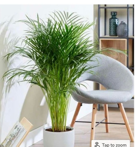 ARECA PALM PLANT