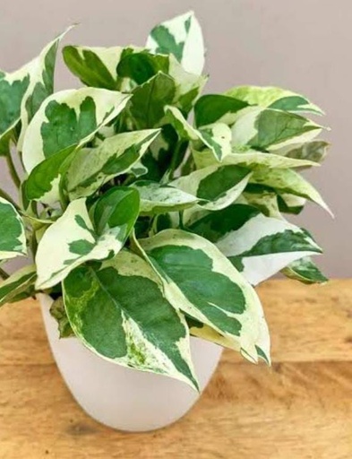 MONEY PLANT DOUBLE COLOUR