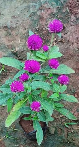 RUTHRAKSHI PLANT