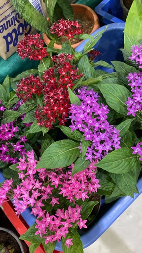 PENTAS MULTICOLOUR PLANT