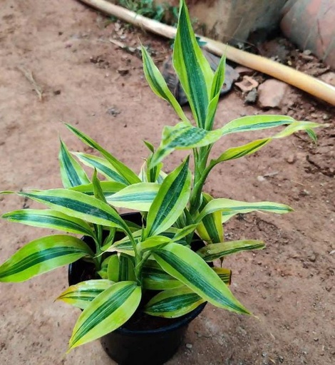 LUCKY BAMBOO PLANT