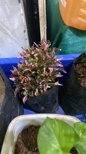 ALTERNANTHERA PLANT