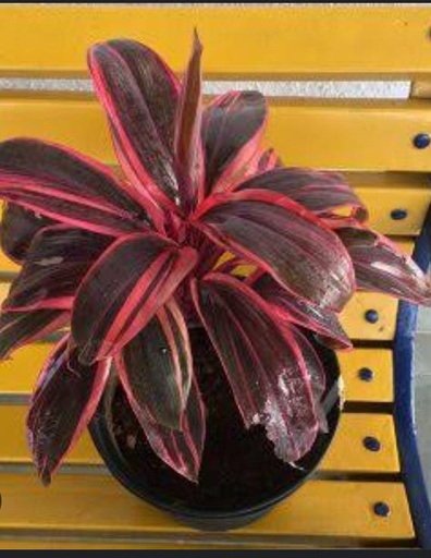 DRACAENA MAHATMA RED PLANT
