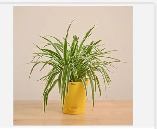 SPIDER PLANT